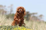 CAVALIER KING CHARLES 087